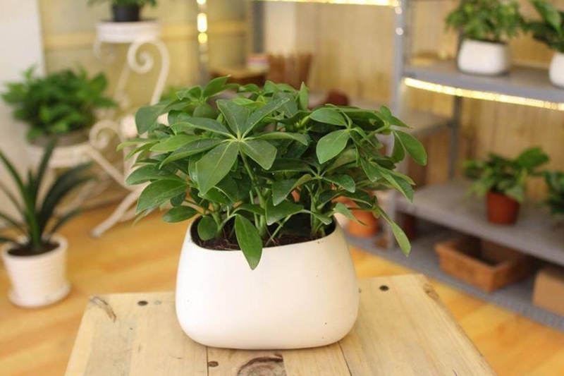 Đối với người mệnh Thổ, những loại cây phù hợp còn giúp cân bằng vận khí, giảm căng thẳng